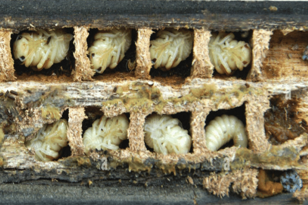 Carpenter Bee Larvae in Tunnel Chambers